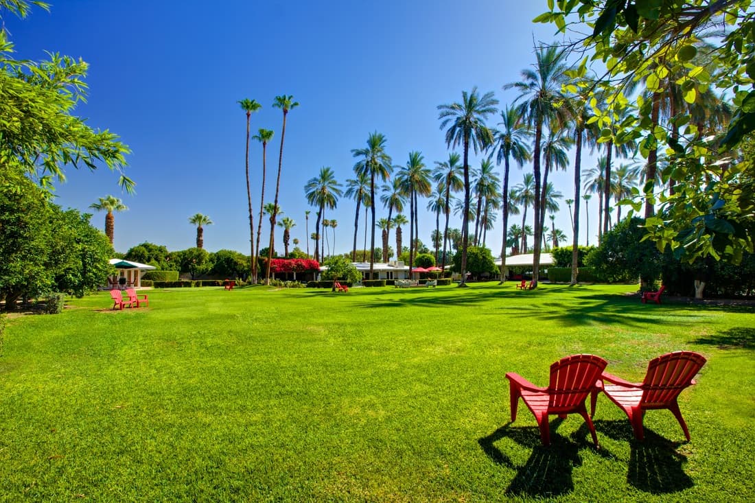 Broad lawn with red Adirondack chairs beneath rows of tall date palms, with low white buildings in the distance