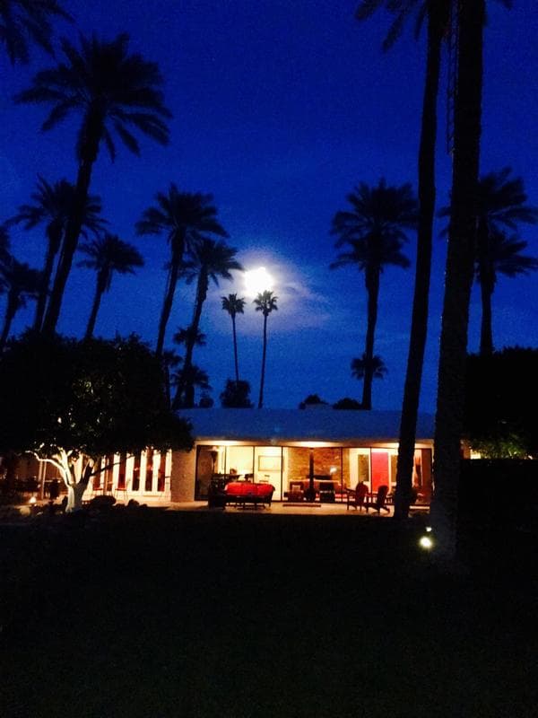 Illuminated glass-fronted building and palms at night