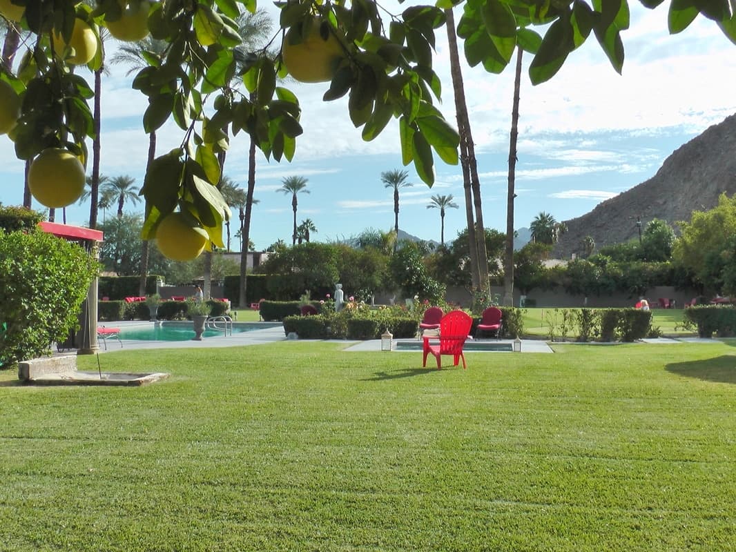 Lawn and red chairs framed by tree branches