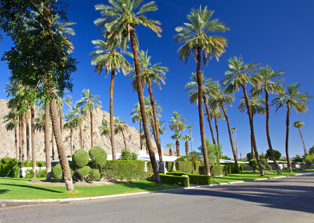 Street lined with tall date palms in front of clipped hedges and low white houses, with a rocky mountain behind